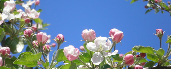 apple flowers