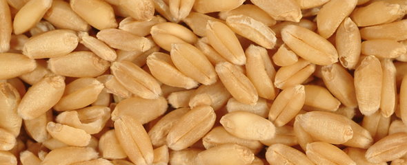 Wheat kernels